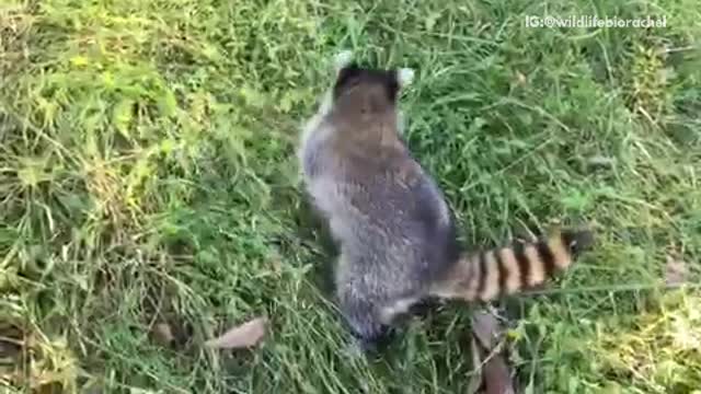 Music gray raccoon on cage and running around yard