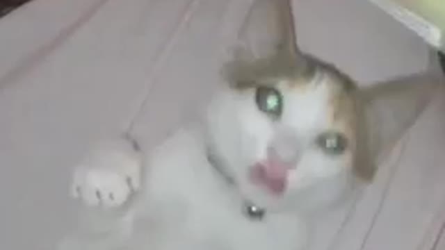 Play with Lulu caty