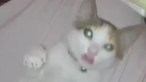 Play with Lulu caty