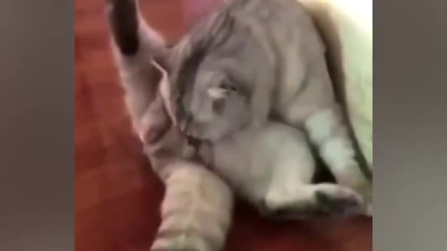 Funny Animals: Cats Gone Crazy Part 2 - The Kung Fu Cat