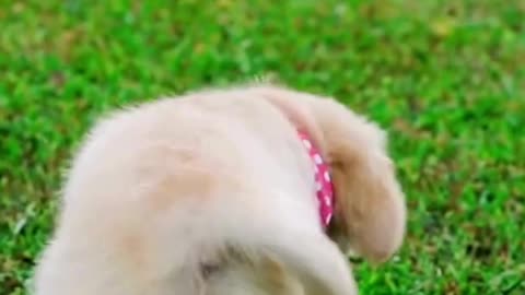 What is the smartest dog.