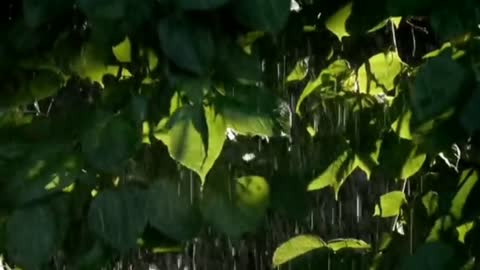 Beautiful Rain Sound, 5 Minutes Rain Sounds, Rain Video, Calm, Meditation, Sleeping, Relax,