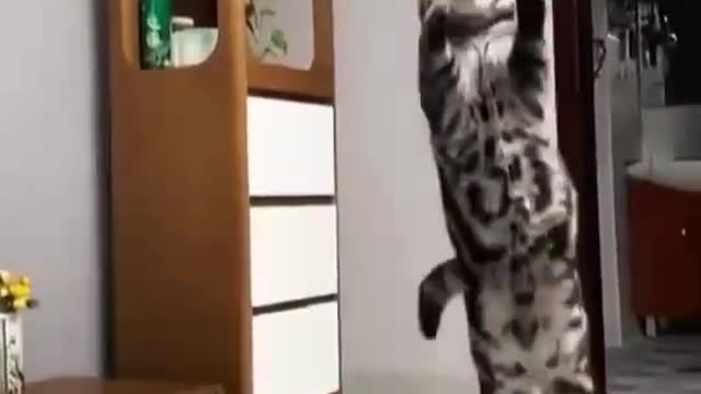 Funny and Cute Cats Videos #136 │ Gadis Sekarwangi