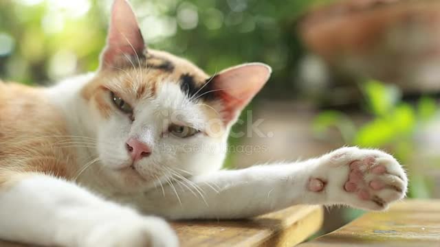 Sleepy Cat Stock Video - Download Video Clip Now - i.mp4