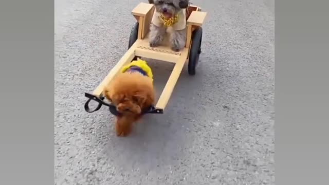 Driveng for dog lovers