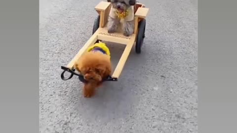 Driveng for dog lovers