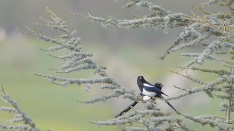 elster birds trees