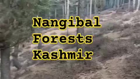 Natural Forests of Kashmir