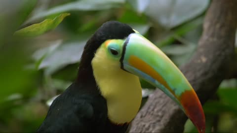 Cutest animals bird