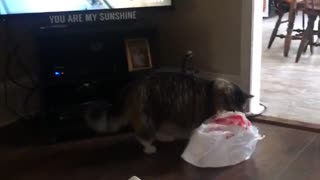 Cat walking around house with plastic bag