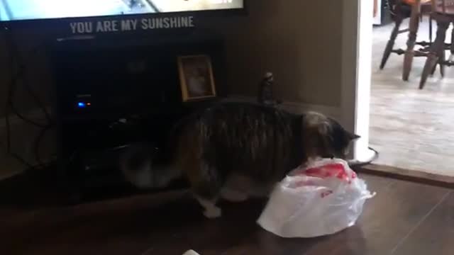 Cat walking around house with plastic bag