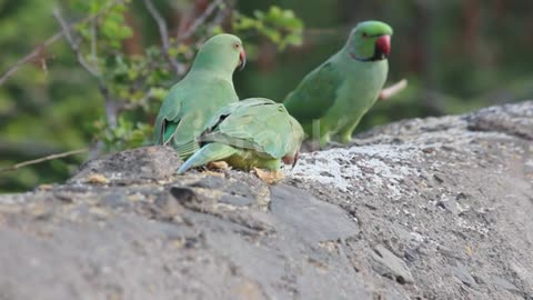 Parrot food