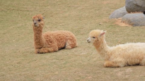 alpaca