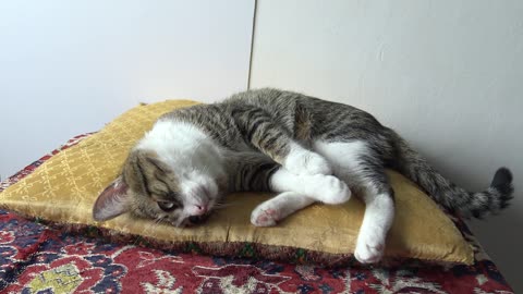 A Very Cute Affectionate Cat# Shorts