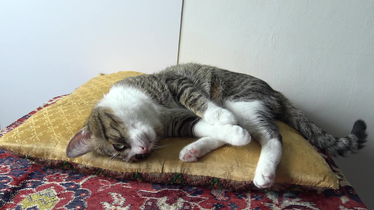 A Very Cute Affectionate Cat# Shorts