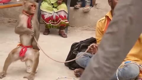 कॉमेडी बन्दर का खेल,मदारी Funny Monkey Dance Video .Comedy Drama in India. Bandar ka khel..Madari