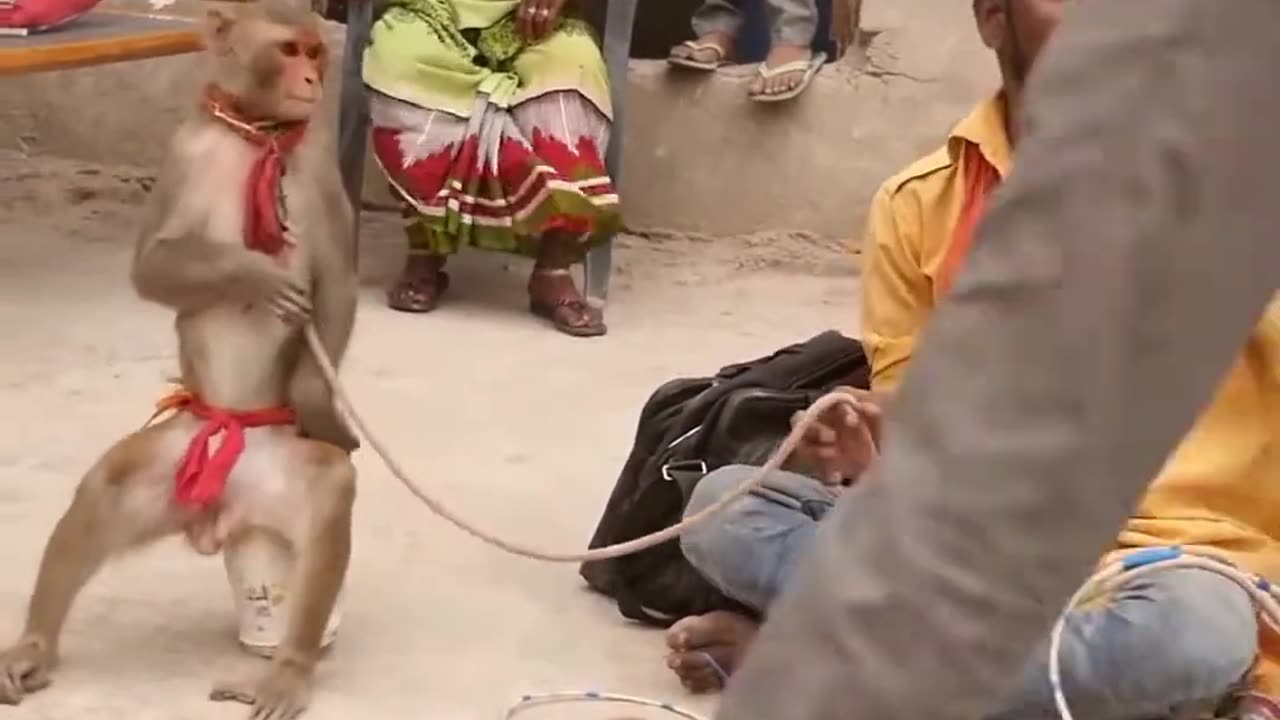 कॉमेडी बन्दर का खेल,मदारी Funny Monkey Dance Video .Comedy Drama in India. Bandar ka khel..Madari