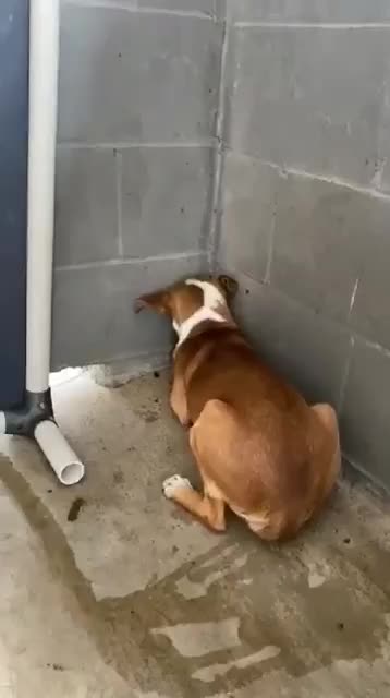 Se hace pis cada vez que oye una voz humana sin moverse un milímetro de la esquina