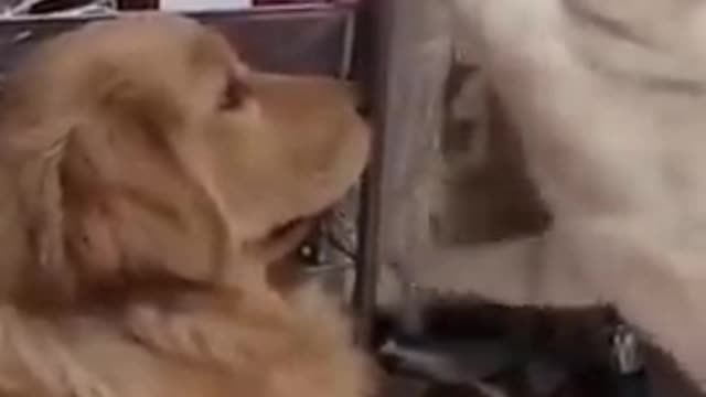 Naughti cute cate