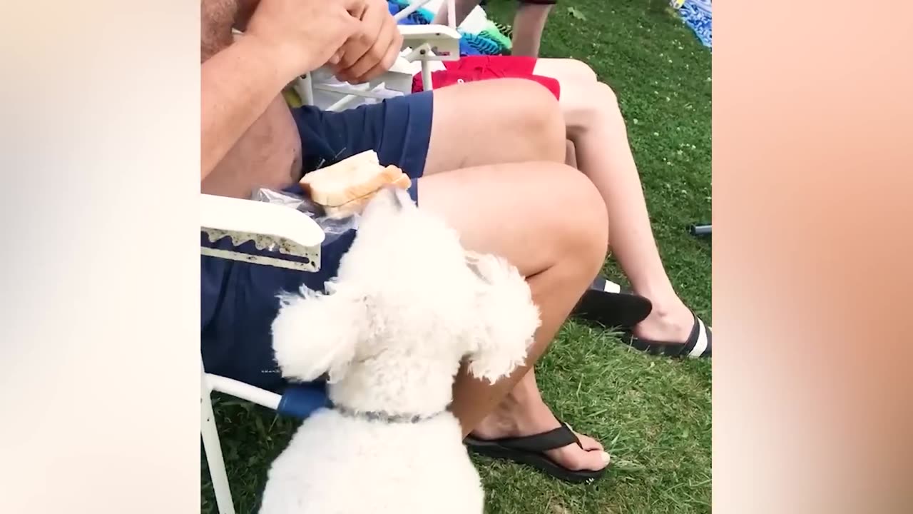 Must-See Funny Moments and Pranks