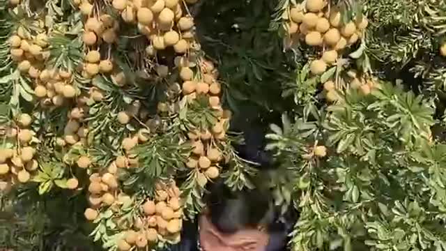 Farm Fresh Ninja Fruit Cutting Desi Satisfying Fruit Ninja Fruit Ideas | Amazing Fruits Video