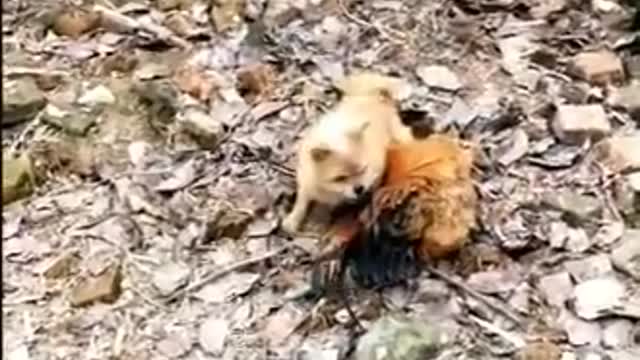 Funny chickens and dogs which will make you laugh