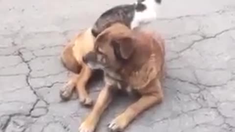 Cat and dog in Donetsk