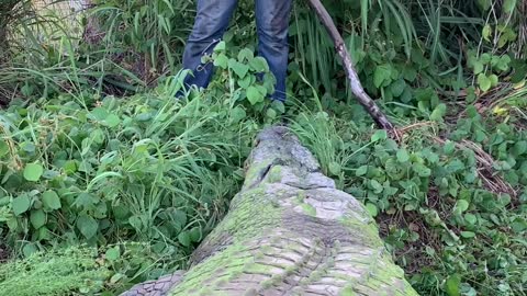 giant crocodile