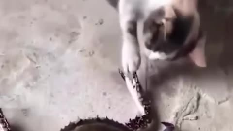Kucing dan anjing lucu