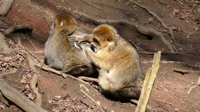 what sounds do animals make? | find out how horses, squirrels, rabbits, sound? | Animals sounds |