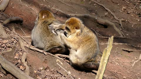 what sounds do animals make? | find out how horses, squirrels, rabbits, sound? | Animals sounds |