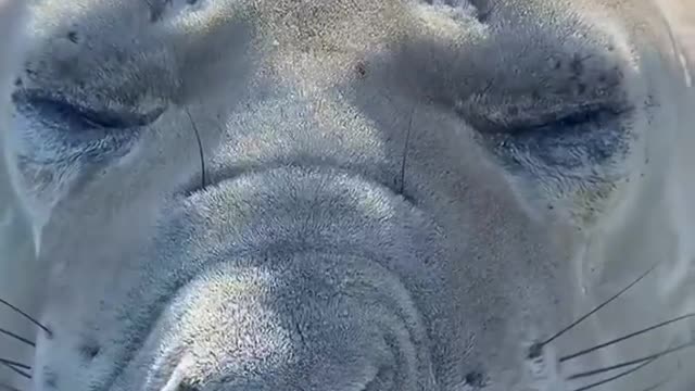 Bless you! Bless you! Bless you! 😅😅 Sea lions