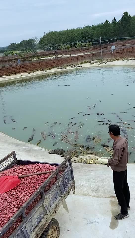 daily activities of feeding crocodiles