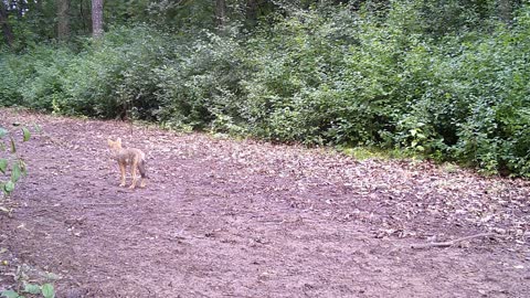 Fred Zeppelin 2022, Coyote Pups Chasing A Rabbit!