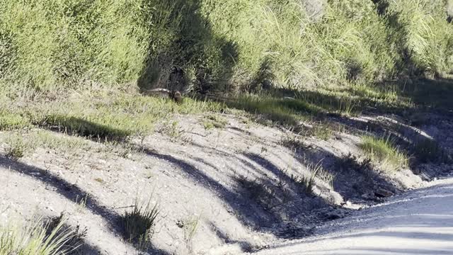 Spotted Quoll Snacking on a Tiger Snake