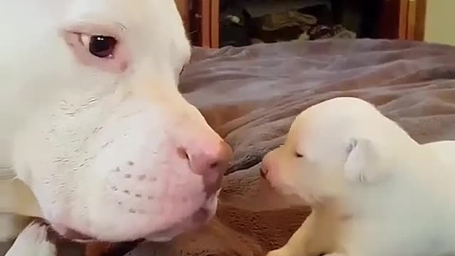 Big white dog and little white dog