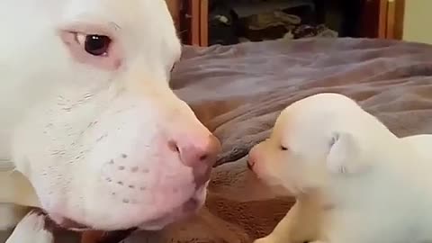 Big white dog and little white dog