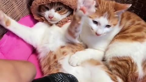 funny cats funniest animals #6