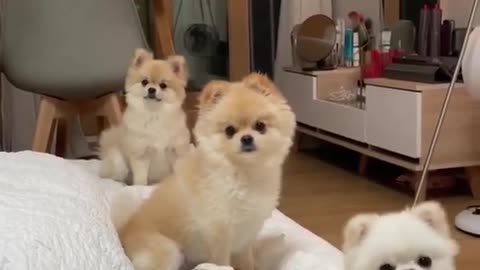 _Cute_Dogs_Pet_Compilations_ 3cute baby dog training_short video