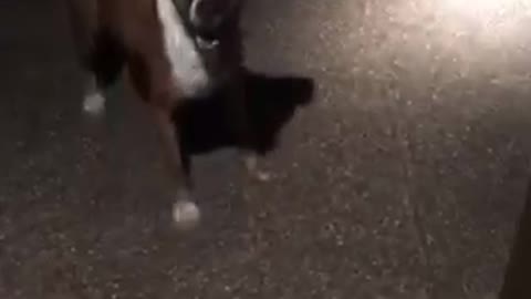 Brown dog excited that owner opens door