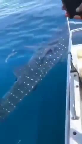 Giant whale shark gets near boat scary moments Kinda.