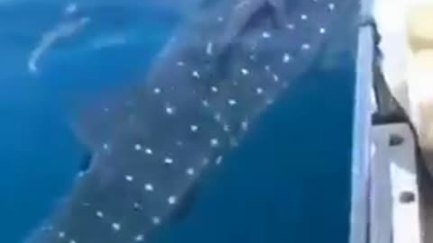 Giant whale shark gets near boat scary moments Kinda.