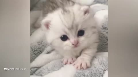 This Cute Kitten Will Make Your Day In 10 Seconds Or Less