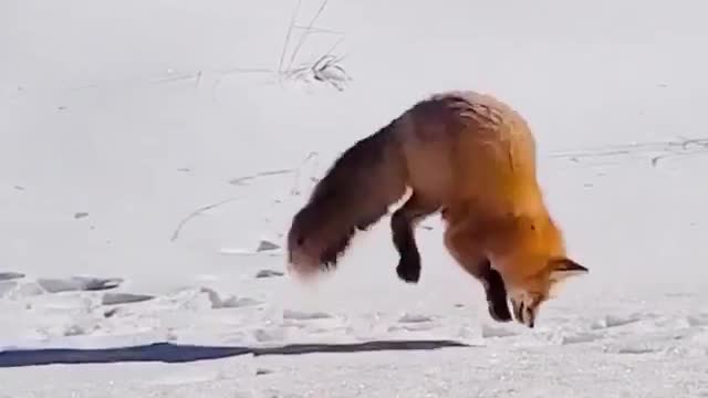 How does a fox catch a rabbit?