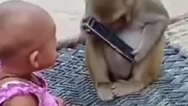 monkey funny video hahaha,,,..