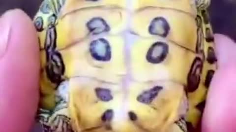 Turtle with two heads...Is it real?