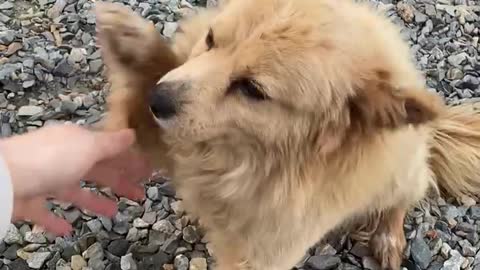 A cute Korean puppy that keeps holding hands