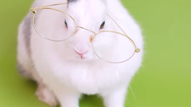 cute rabbit reading