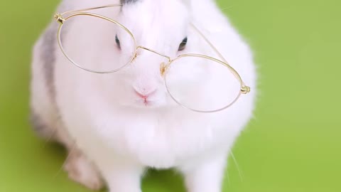 cute rabbit reading