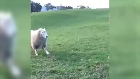 111 🐑 Funniest Animals 🐼 Try Not To Laugh 😁 Funny Domestic And Wild Animals' Life 2019